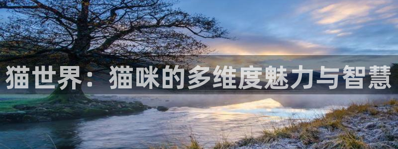 91超碰在线观看国产：猫世界：猫咪的多维度魅力与智慧